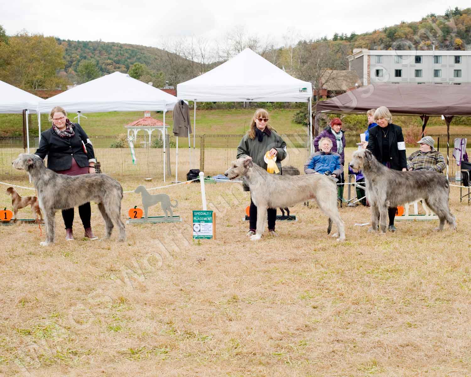 2018 OPEN DOG PLAC