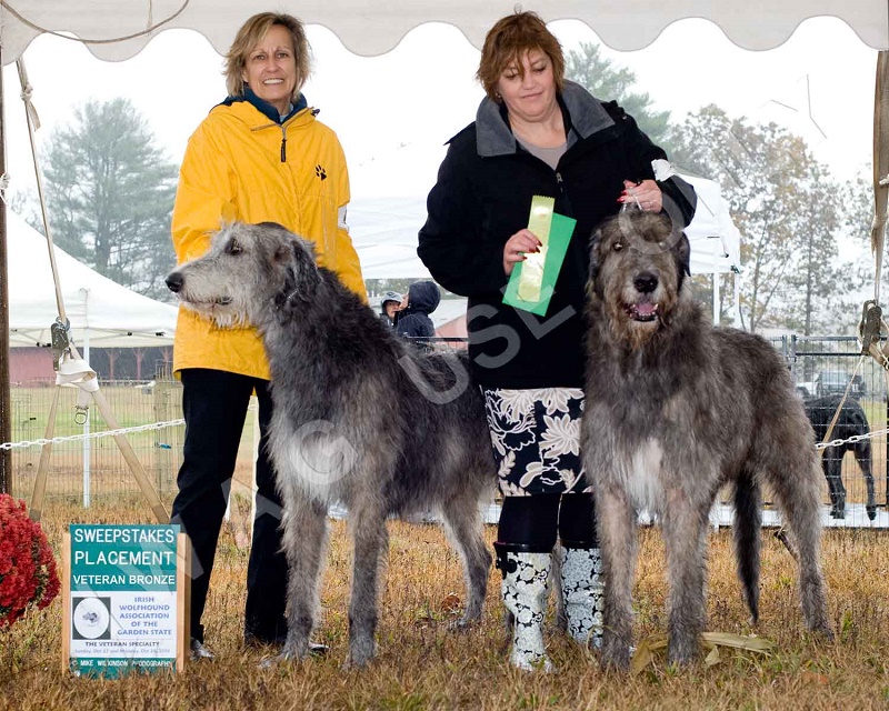 2019 VET SWPS BRONZE DOG PLACE