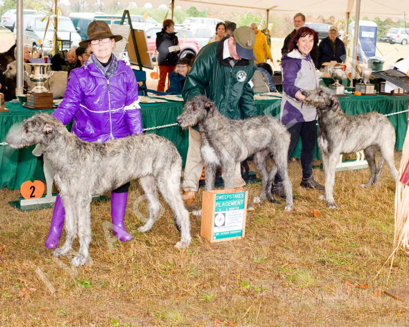 2019 SWPS PUPPY BITCH 6-9 PLACE