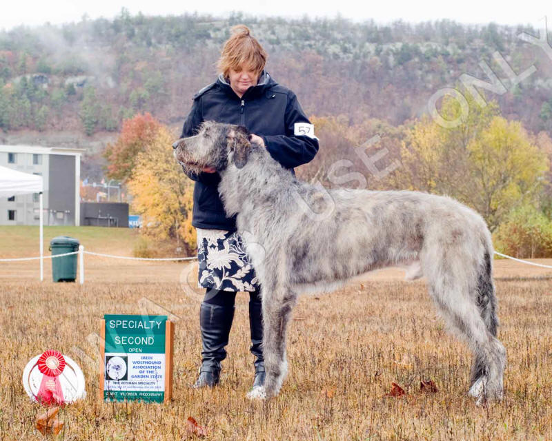 2019 OPEN DOG PLACE