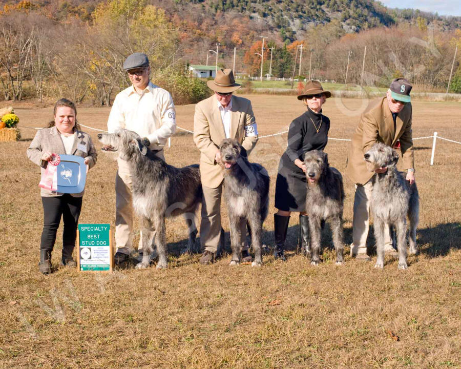 2019 STUD DOG 1ST