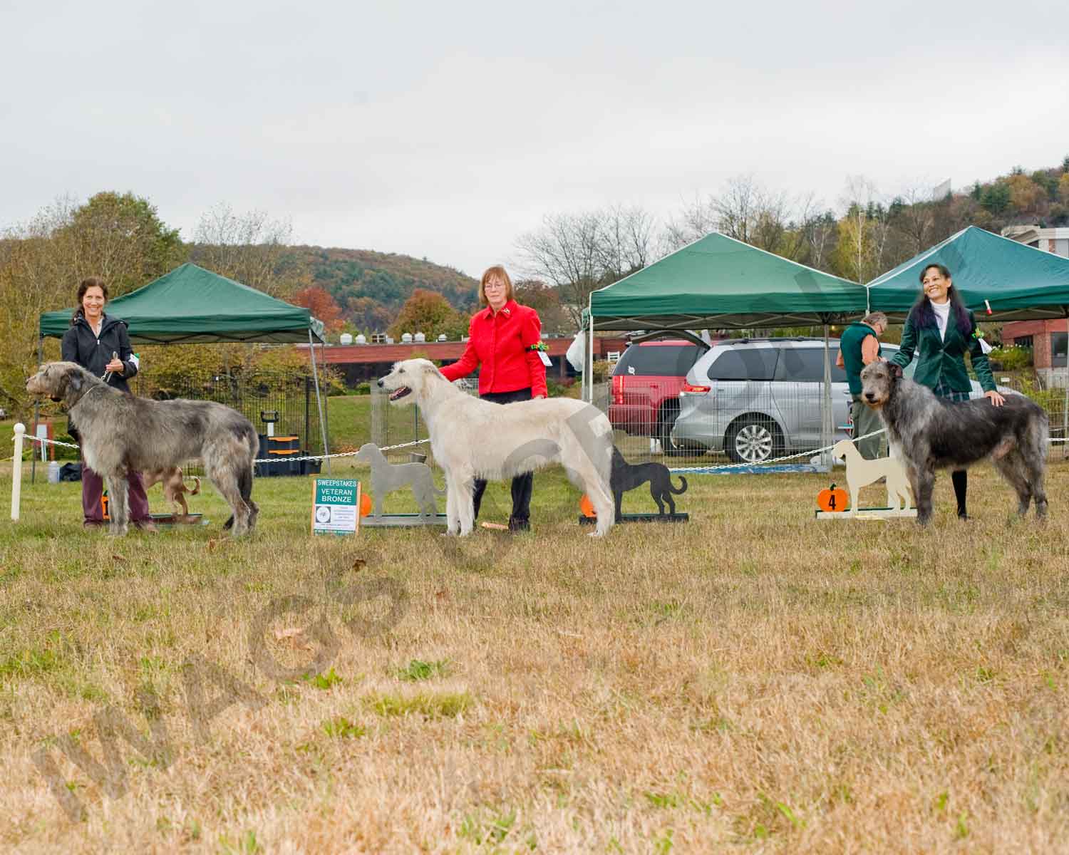 2017 VET SWPS BRONZE DOGS PLACE