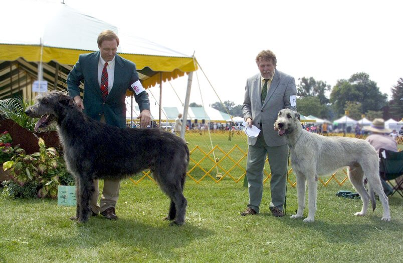 2004 OPEN DOGS PLACE