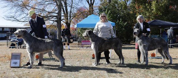 2024 OPEN DOGS PLACE
