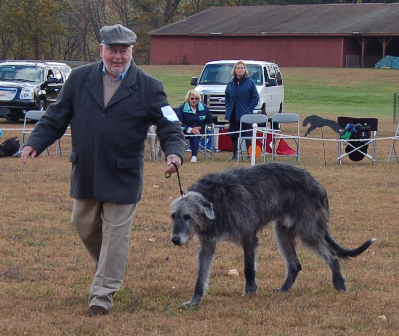 2014 GOLD VETERAN DOG